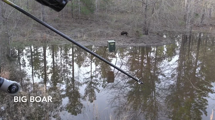 Bow Hunting Hogs in Ga !
