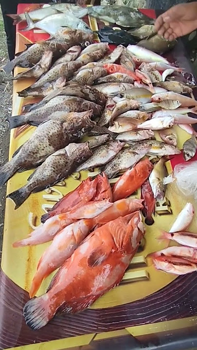 give me a text. #fishing #mancing #mancingmania #fish #berproses