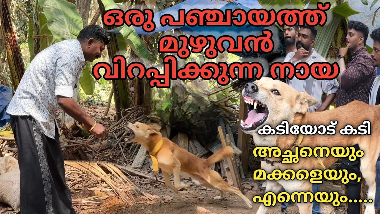 നാട്ടുകാരുടെ പേടി സ്വപ്നം.. ഞാൻ തോൽവി സമ്മതിച്ചു..Dog challenge..