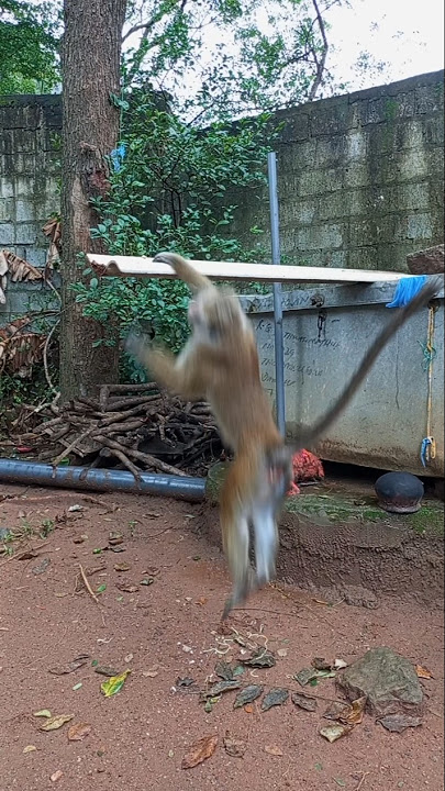 monkey Comady #monkey #funny #comadin #monkeycomedy