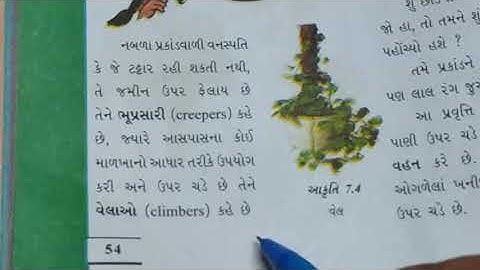 STD 6 SCIENCE CH-7 ( વનસ્પતિની જાણકારી મેળવીએ ) ( PART-1 )