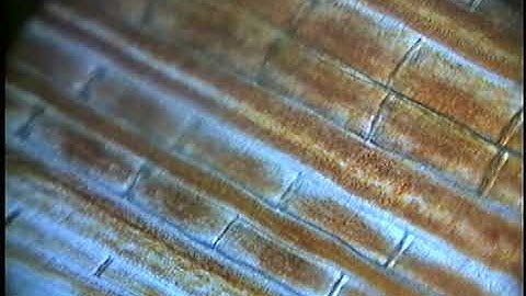 Examination of the capillary flow in a fish tail fin (video 2)