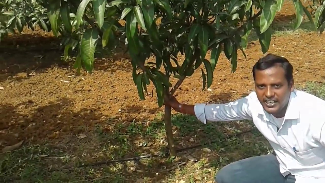 UHDP CULTIVATION PRACTICES IN TELUGU PART 1