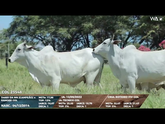 lote 20   col 23548, col 24474 1080p