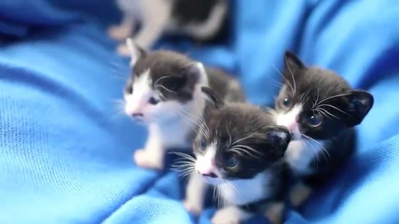 生後３週間目の子猫たち 其の２ The Kittens Are Three Weeks Old Youtube