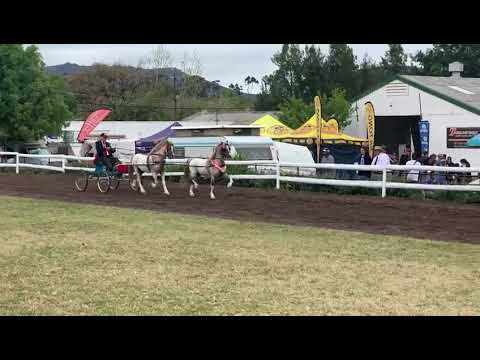 Section A Welsh Pony - Tandem Championship - Welsh Pony \u0026 Cob Society, Africa - Gold Cup 2019