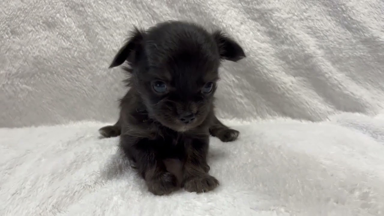 滋賀県のチワワ ロングコート 男の子 22 08 13生まれ ブラックタン 子犬id 1909 ブリーダーナビ