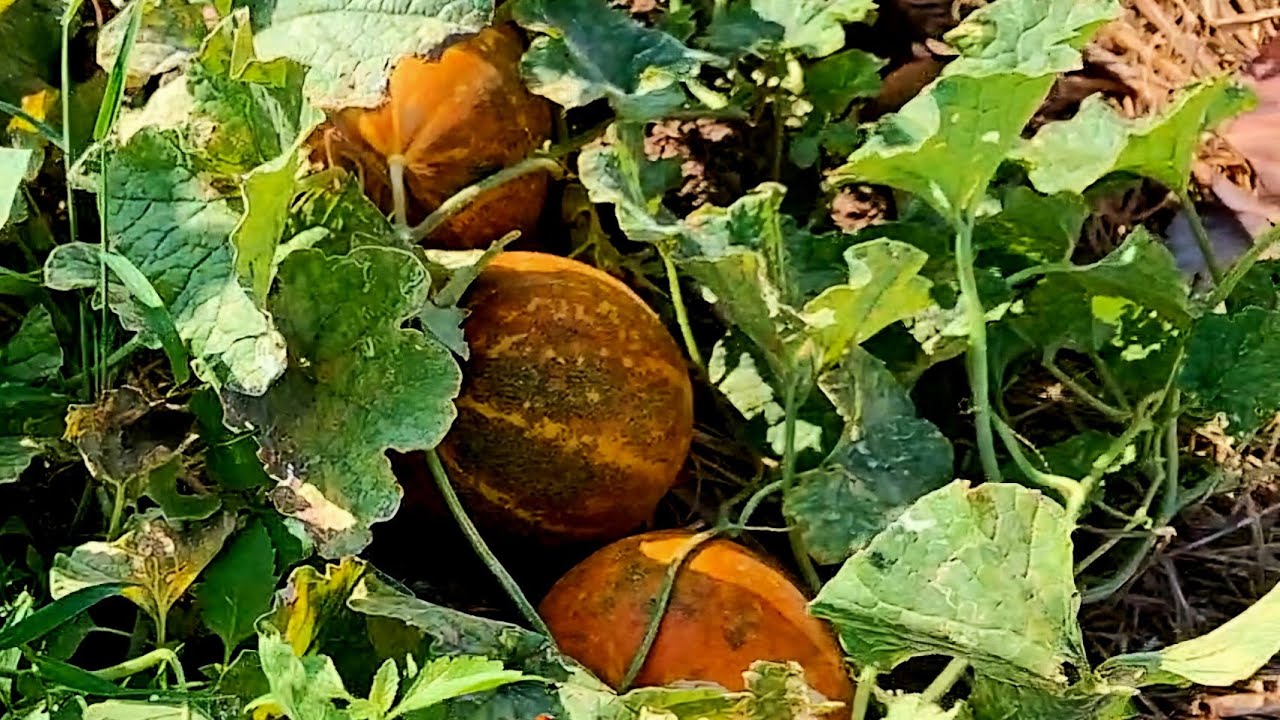 แตงไทยขนาดไม่ค่อยได้ดูแลยังดกขนาดนี้เลย ปลูกผสมผสาน @yaisom