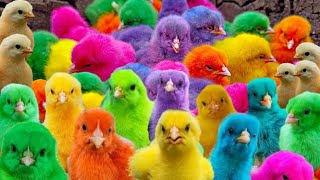 Menangkap Ayam Lucu, ayam lucu, ayam warna warni, bebek lucu, kelinci lucu, hewan lucu