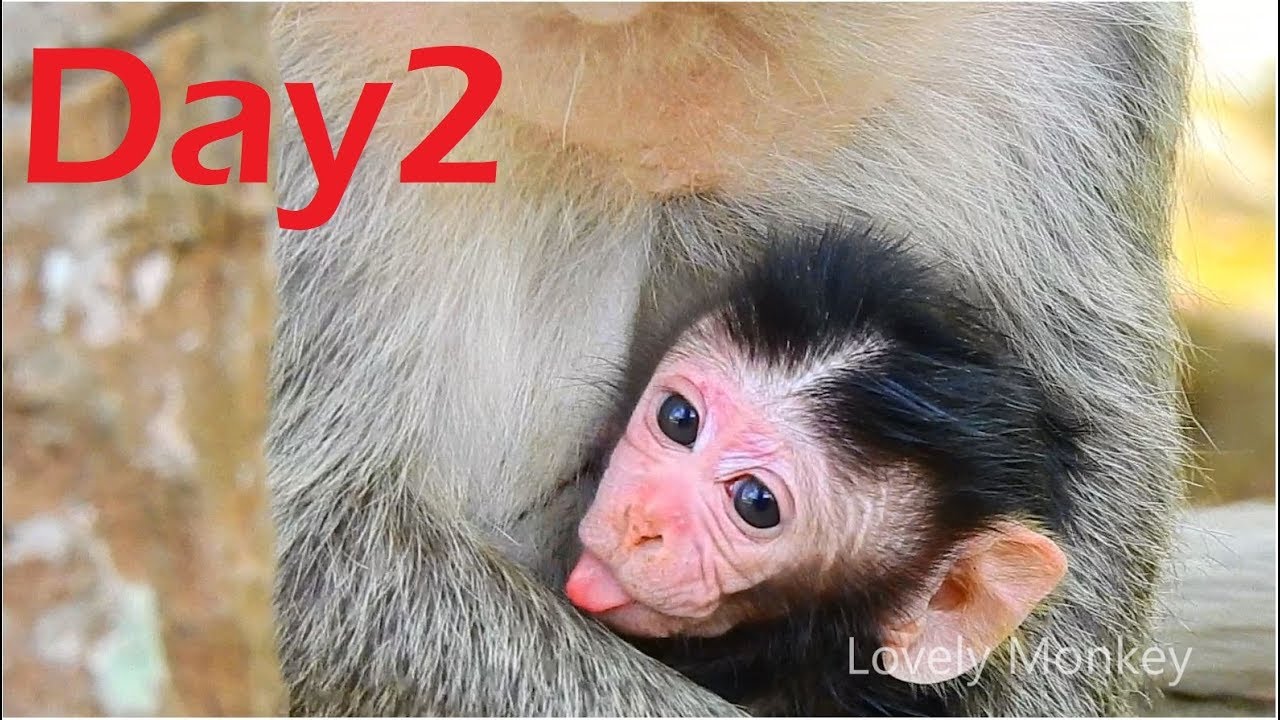 Day2 Update Newborn Baby Is Healthy By Weak Up and Active Alert. Mommy ...