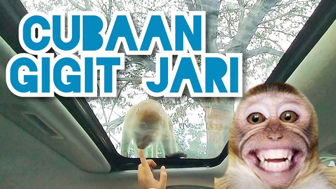 Aksi Monyet lucu - Monyet nakal dan menghiburkan 