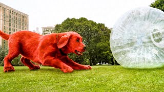 CLIFFORD THE BIG RED DOG Movie Clip - No Fetch! (2021)
