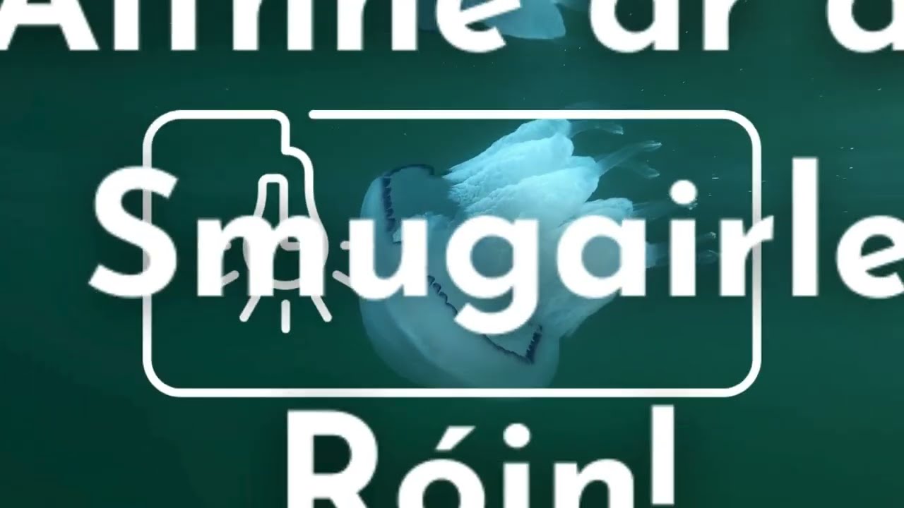 Smugairle róin béalrufach - Aithne do Smugairle Róin!