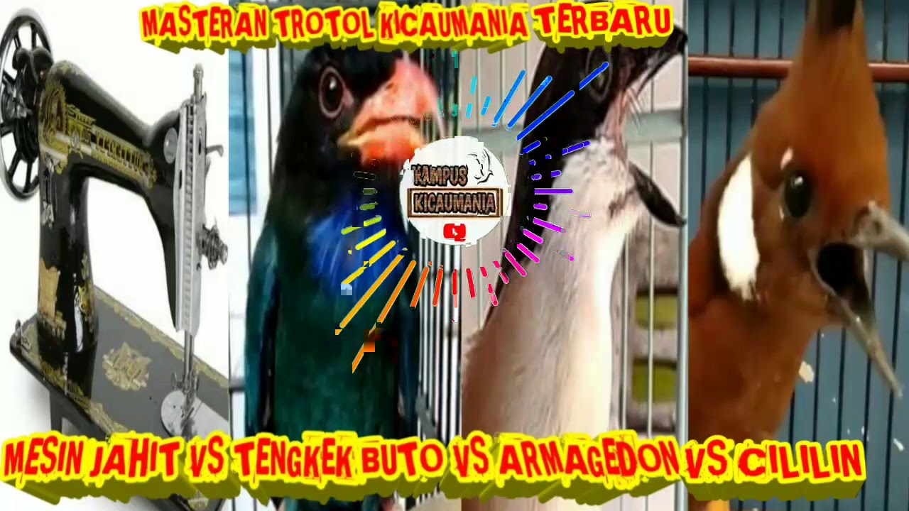 MASTERAN MESIN JAHIT TENGKEK BUTO ARMAGEDON CILILIN ! ROLL TEMBAK SPEED !BUAT MURAI CUCAK IJO CENDET