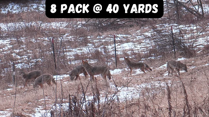 8 PACK TRIPLE - CRAZY COYOTE HUNT - AMBUSHED