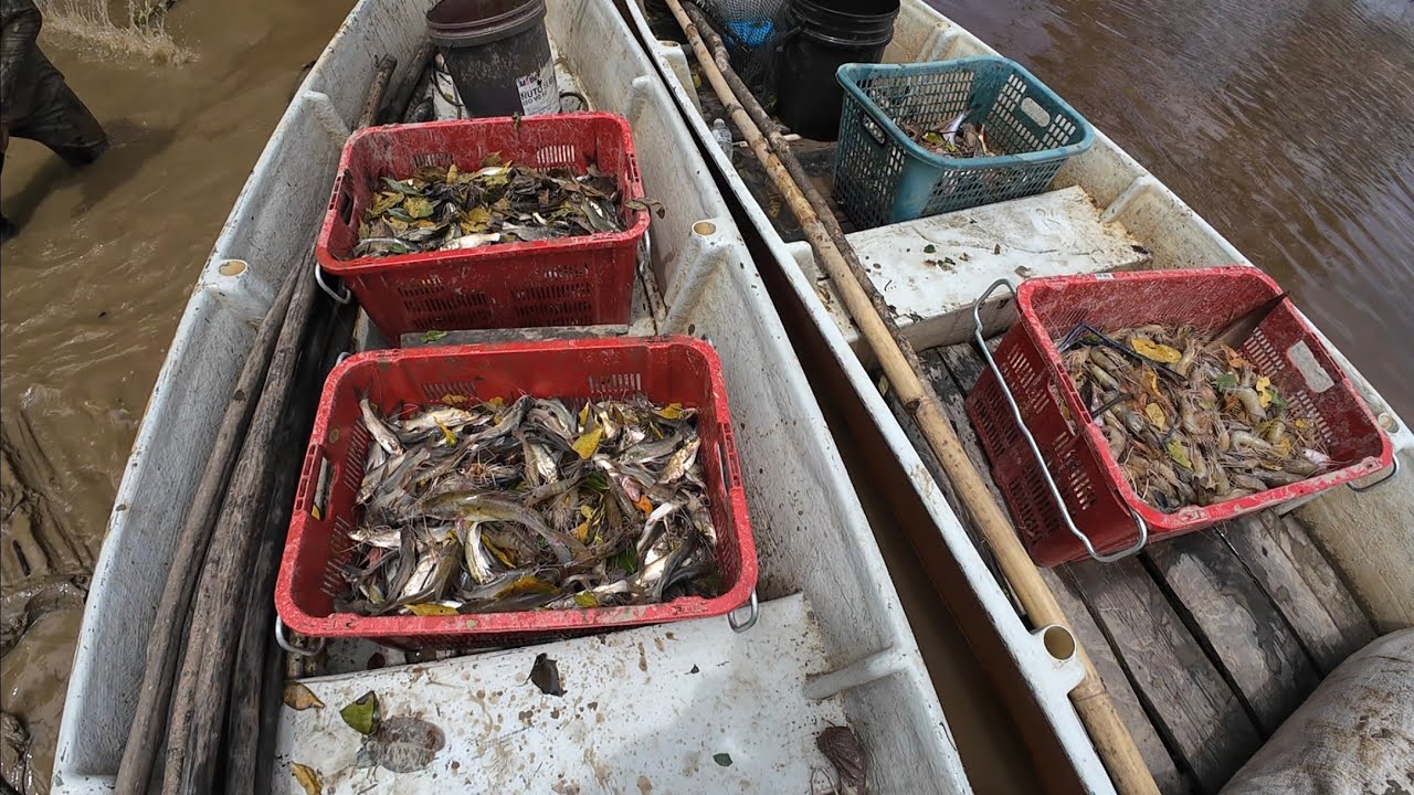 Pasang Pukat Udang Di Sungai Sadong Yang Banyak  Buaya//Angaran Udang Sahaja 40 Lebih Kg//Lumayan