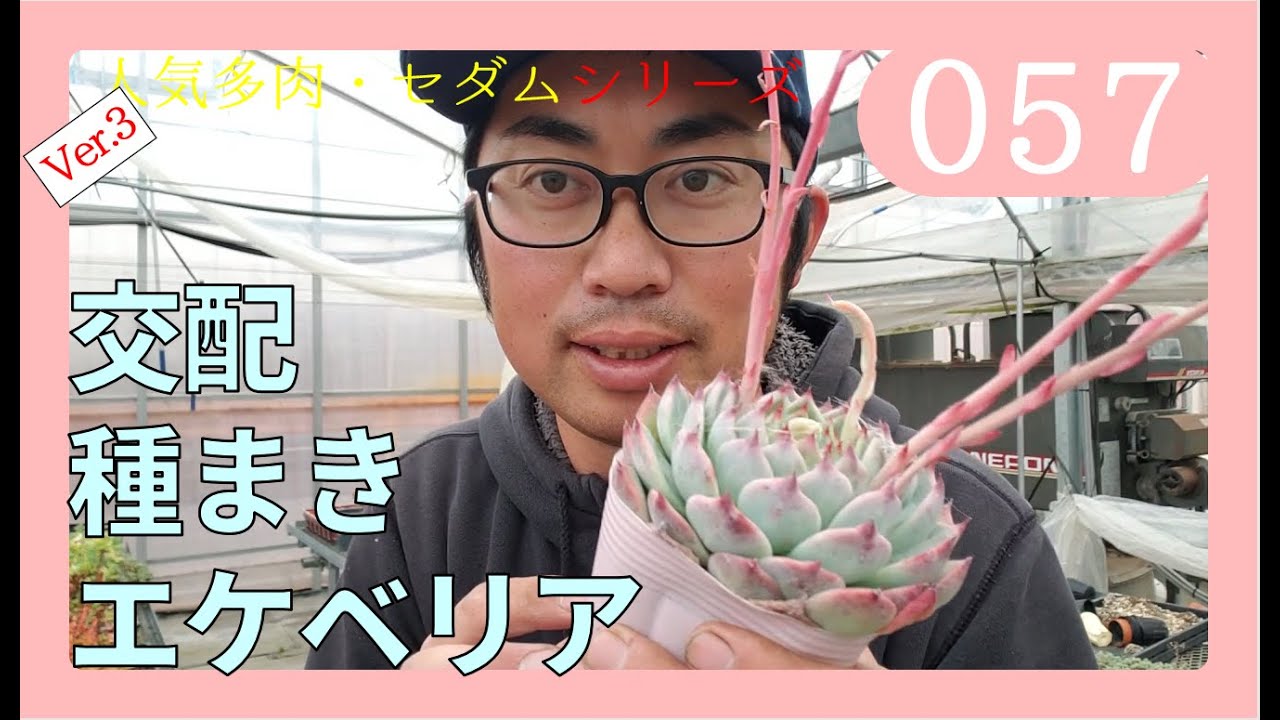 エケベリア 増やし方 交配と種まき 多肉植物 by園芸チャンネル 057 Youtube エケベリア 増やし方 交配と種まき 多肉植物 by園芸チャンネル 057 Youtube