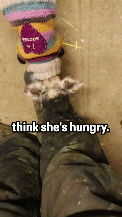 #shorts | Sheepishly Me SHORTS | LOOK AT HER GO!! 🥳 ...the SEXTUPLET SAGA continues... *part five