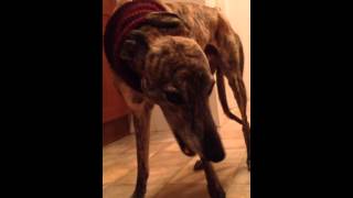 Raw Feeding Greyhound : HEAD ON!