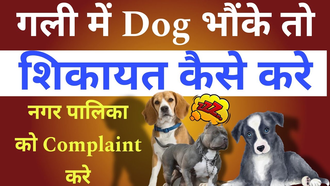 2025 Street Dogs How To Complaint 2025-street-dogs-how-to-complaint