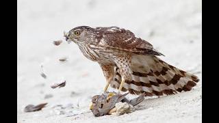 A Cooper’s Hawk Killed a Pigeon Outside My House… Then Came Back