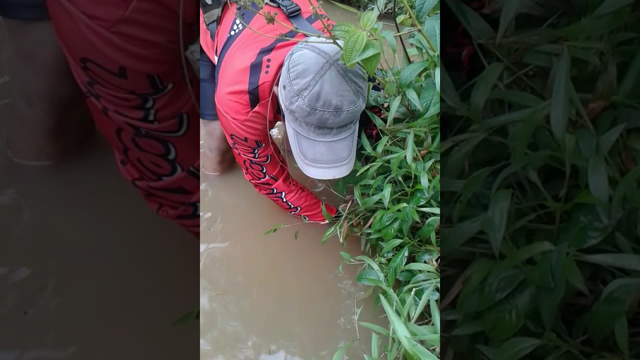 mancing belut besar di tanyakan 3(kawali) 