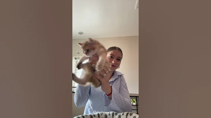 Video 11690631: meow kitten catlover kitty, cats catlover kitten meow, kitty love catlover kitten, gold kitten