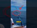 This guy tries to catch a massive 985lb blue marlin fishing bluemarlin shorts