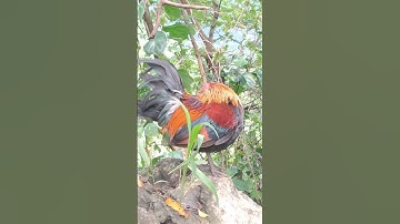 cùng nhau bảo vệ gà rừng thôi ae ơi.lo peb saib qaib dib ua si nawb