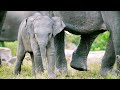Elephant Behavior and Nutrition