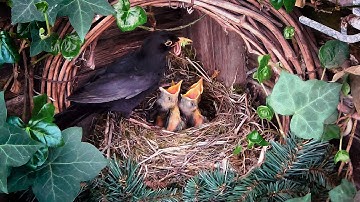 🐦 INCREDIBLE 29-Day Journey: From Empty Nest to Baby Birds Learning to Fly! | Exclusive Nest Cam 🪶✨