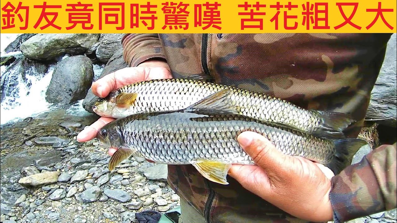 所有釣友竟同時驚嘆 苦花粗又大 @恭喜釣友終於達成尺花夢想 #溪釣 #苦花