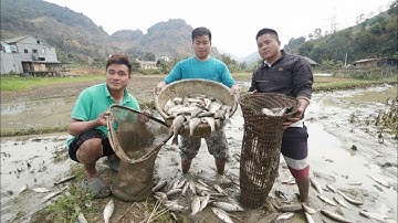 kiểm tra cá Vứt ở ruộng sau hơn 3 tháng, món cá gỏi siêu ngậy | Nhịp Sống Tây Bắc