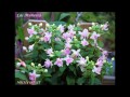 FUCHSIAS Y PLANTAS DE LAS MUÑECAS - MEJORES FOTOS 2012.mp4