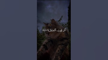 اكتب شئ تؤجر عليه ❤️😴 #القارئ ياسر الدوسري