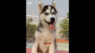 दुनियां के सबसे cute dogs  Most cute dogs. #shorts #dog #pitbull #viral