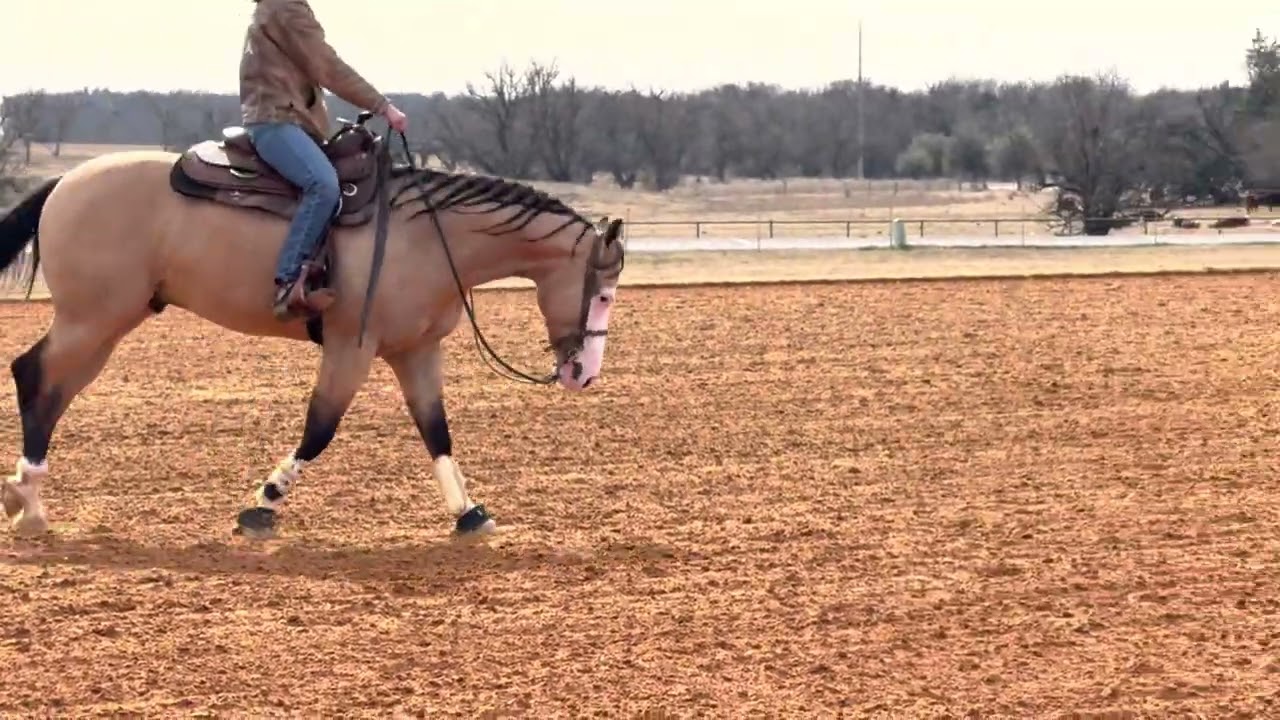 First Ride on True Gritt, aka John Wayne 