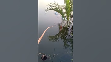 Câu cá rô phi tập 174