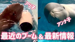 【1歳のシロイルカ兄妹】２頭の最近のマイブーム＆公開への道【しまね海洋館アクアス】