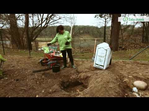 Video: Rudens sezono daržovių sodinimas – geriausias metas sodinti augalus š altu oru rudeniui