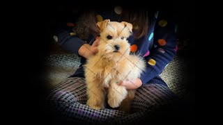 RoyalSchnauzers Tcup and Micro Tcup Miniature Schnauzer Puppies #dog #smalldogbreeds  #puppy