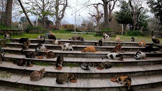 The man surrounded by all the city’s cats within minutes.