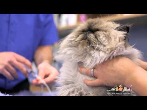 Your Pet's Dental Procedure - Adelaide Animal Hospital