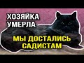 Кошку с котятами хотели заморозить или отравить, после смерти хозяйки