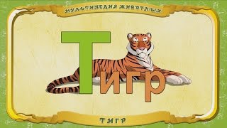 Мультипедия Животных. Буква Т - Тигр