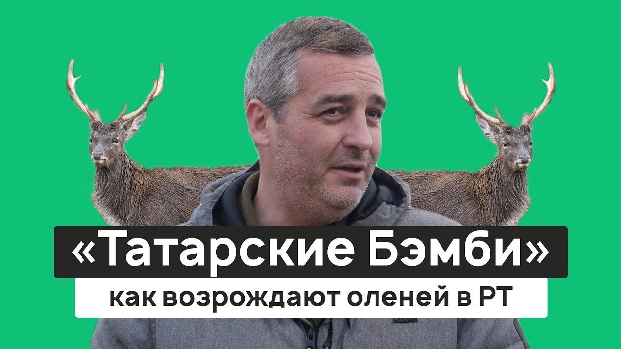 Как возрождают «татарских Бэмби»? Пятнистые олени и маралы. Экопарк ...