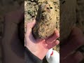 Sezon otwieram takim KAMOREM, #crystals #rockhounding #geology #minerals #kamień #kamienie #kamyczki
