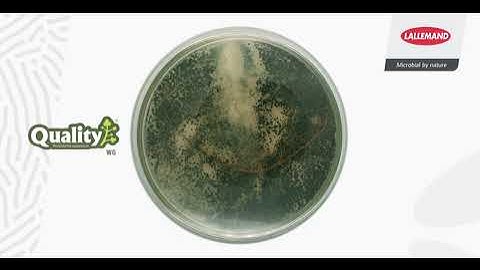 Time-lapse Quality (Trichoderma asperellum)
