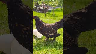 #chicken #crazy @Paluten @MrBeast @luca @benx @justinbieber @ardasaatci1357
