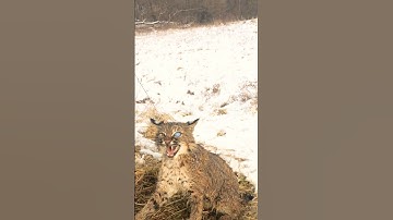 What do you think poked this toms eye? #bobcat #trapper #trapping #hunt #hunter #hunting #predator